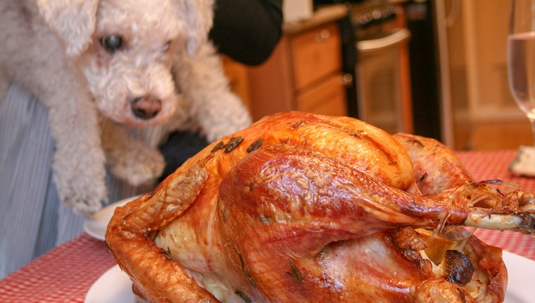Close-up photograph of a white Bichon Frise dog sniffing roasted turkey on a plate, November 27, 2014.