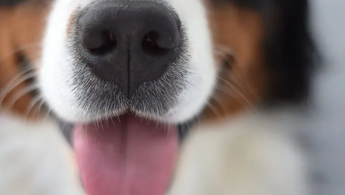 Why Do My Dog's Whiskers Fall Out? Is It Normal? - DogTime