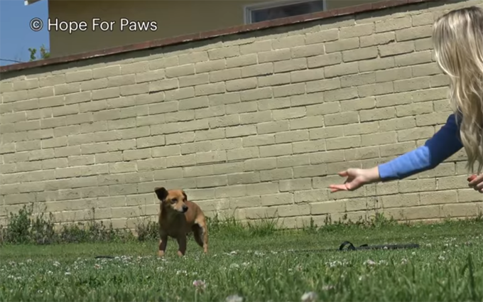 woman reaches for dog