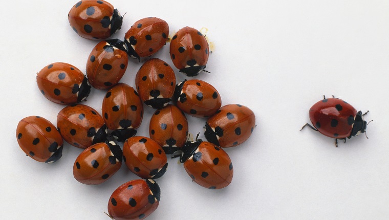 large group of ladybugs