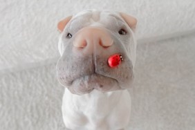 shar-pei dog with lady bug on his snout