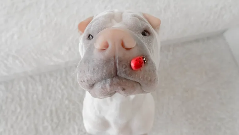 shar-pei dog with lady bug on his snout