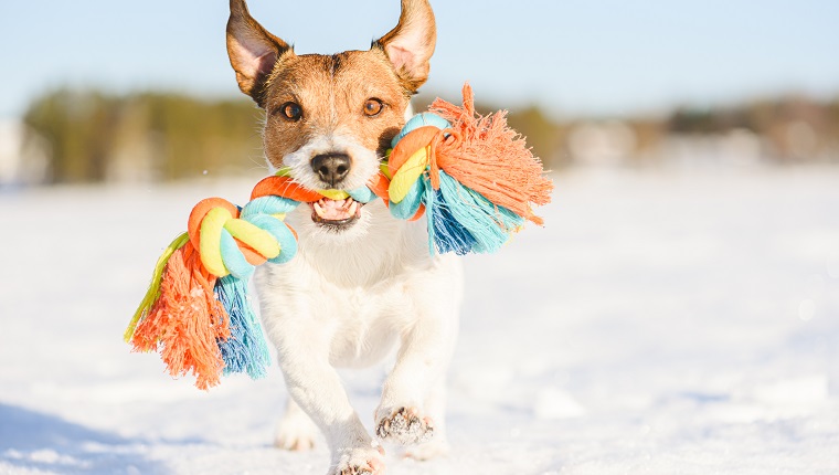 Dog toys that store last