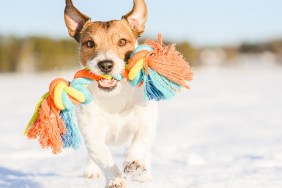 Jack Russell Terrier dog playing on ice