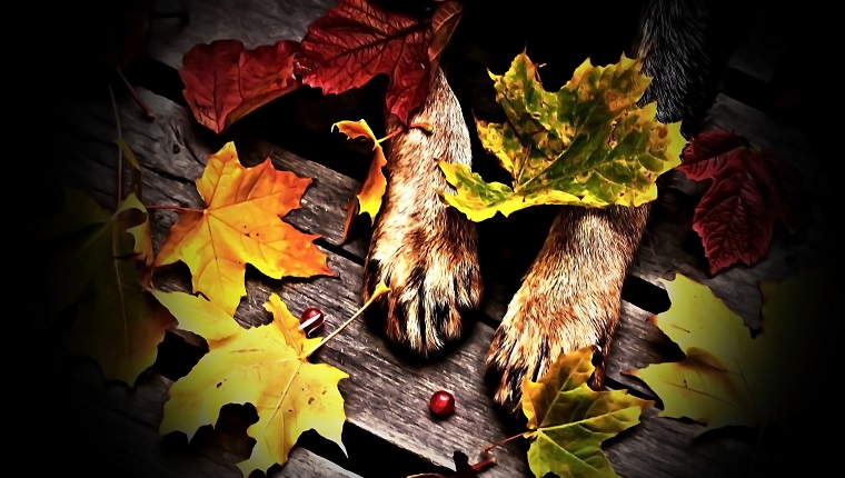 dog, animal, pet, feet, hair, nature, wood, planks, leaf, leaves, autumn, cranberries, red, gray, brown, black, orange, yellow, green,autumn