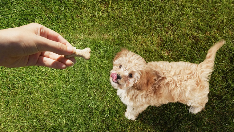 Personal perspective pet owner holding treat over dog licking lips in grass
