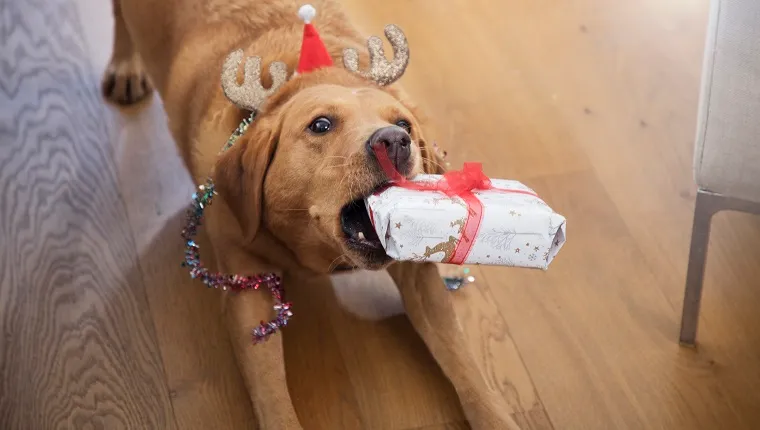 Holiday Gift Guide Best Dog Accessories For 2020 DogTime
