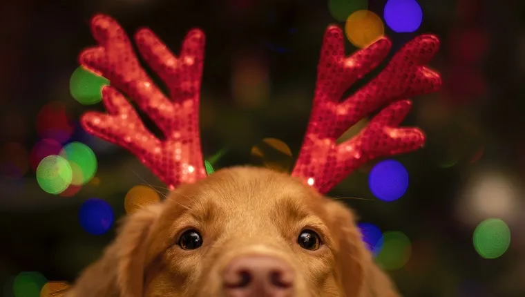 Christmas decorations for deals dogs