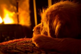 Puppy in front of an open fireplace on a winter's evening