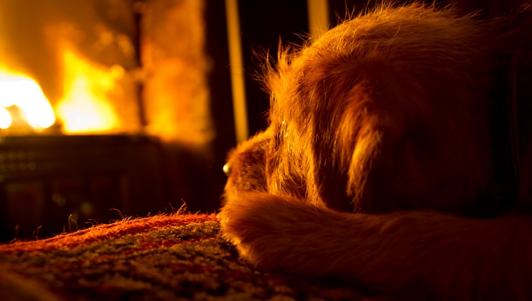 Puppy in front of an open fireplace on a winter's evening