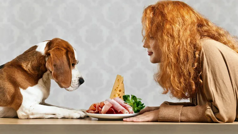 Can dogs clearance have ham bones