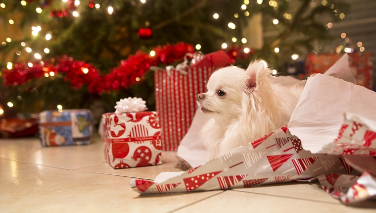 https://dogtime.com/wp-content/uploads/sites/12/2018/12/dogs-tear-open-christmas-presents-1.jpg?w=760