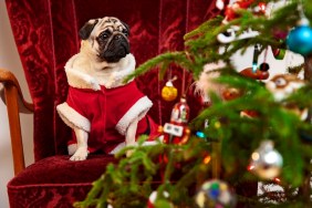 Pug in Santa costume