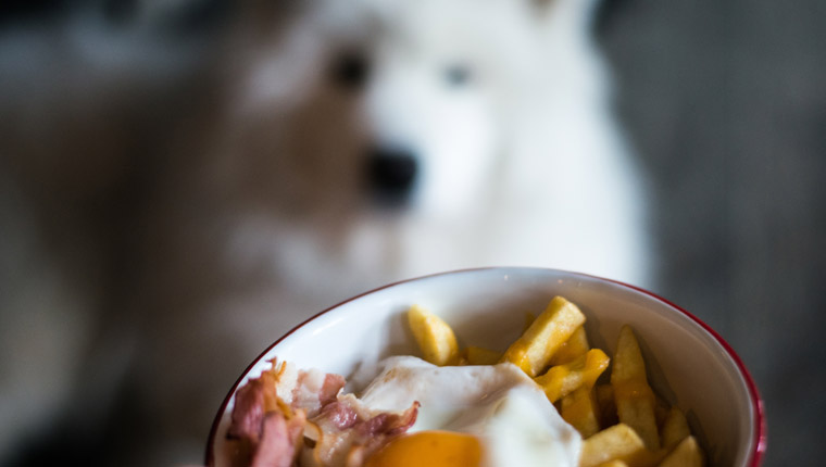 Dog watching food in bowl