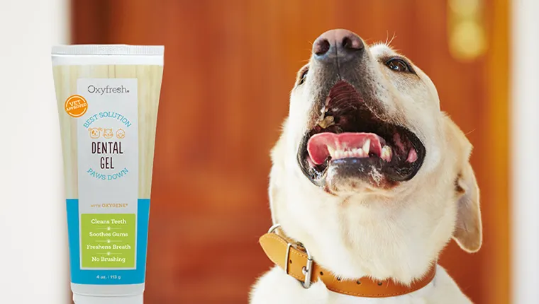 Best dental gel for dogs clearance