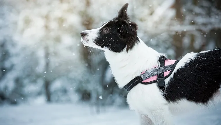 7 Dangerous Myths About Dogs And Winter That We Need To Bust  