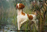 sporting dog in water
