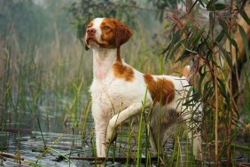 sporting dog in water