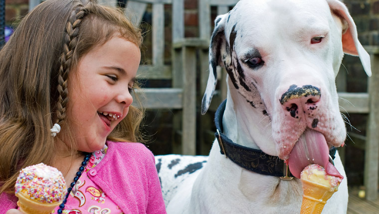 little girl sharing ice cream with great dane