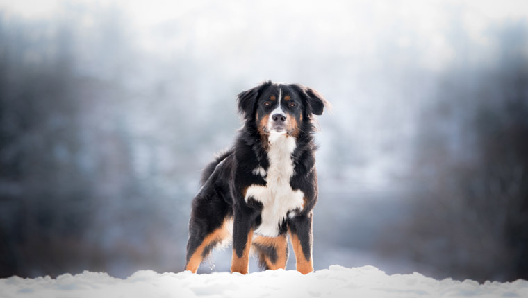 What is a working dog top