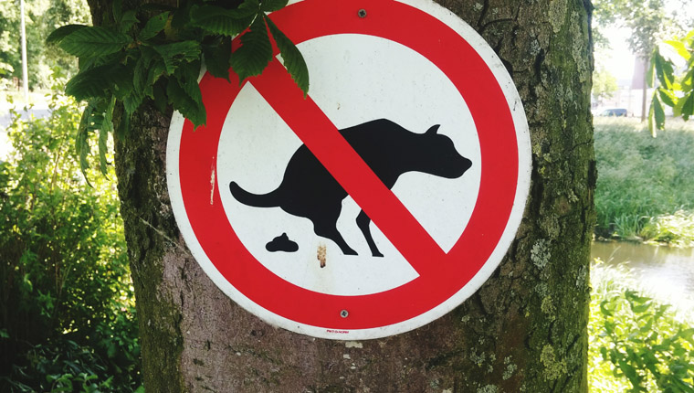 does-dog-poop-attract-rats-mice-and-other-rodents-dogtime