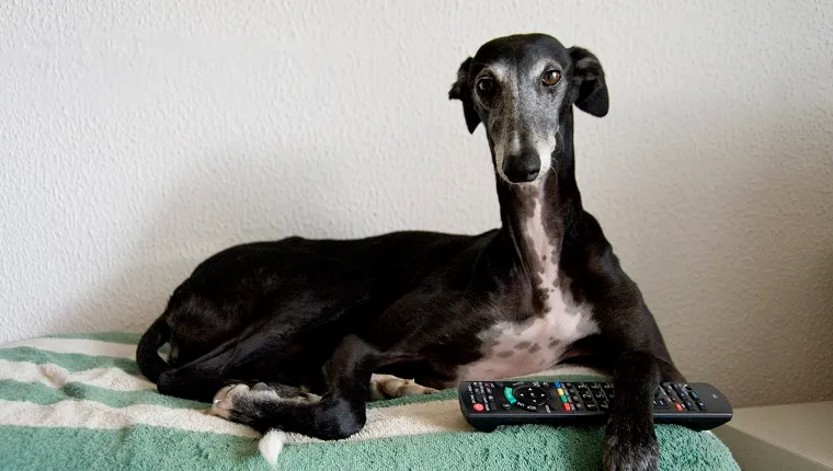 Black greyhound siting on sofa with TV remote under her paw with easygoing attitude at home in Barcelona.