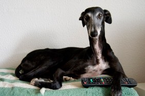 Black greyhound siting on sofa with TV remote under her paw with easygoing attitude at home in Barcelona.