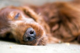 Nose of a sleeping Irish Setter dog