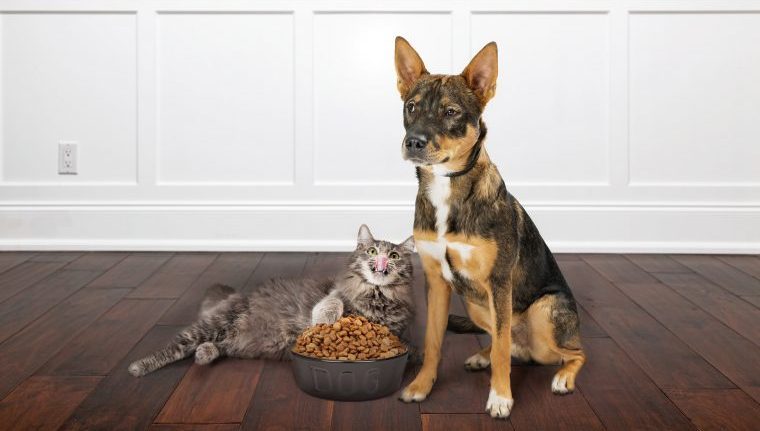 dog and cat with food
