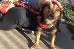 pirate the dog rescued by hope for paws