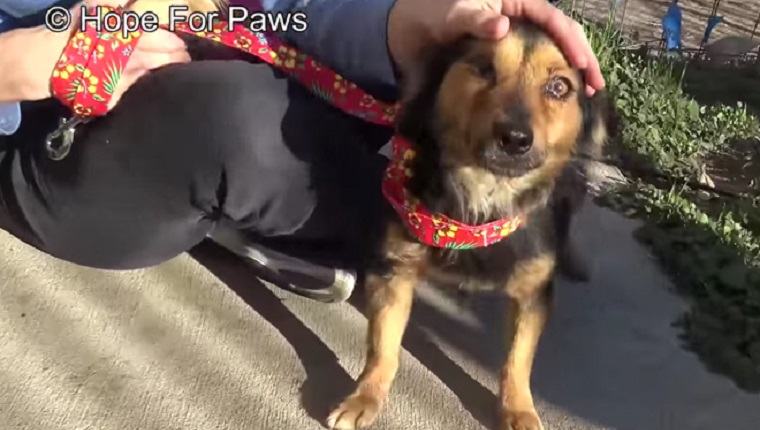 pirate the dog rescued by hope for paws