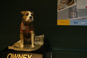 Owney The Post Office Dog