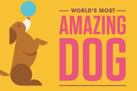 World's Most Amazing Dog Competition