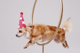 Chihuahua through hoops with celebratory hat