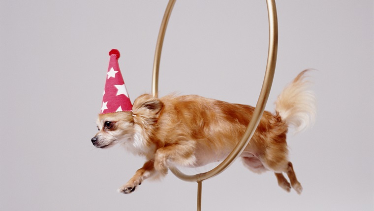 Chihuahua through hoops with celebratory hat