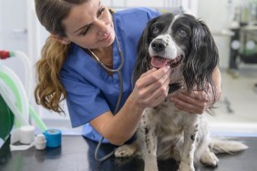 Portrait of veterinary nurse with dog on table in veterinary surgery