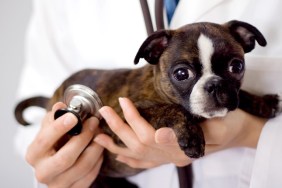 "Boston terrier and pug mix. Cutie big eyes saying, 'I need my check up'."