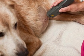 A veterinary technician is applying laser therapy to a dog who has recently under gone surgery.