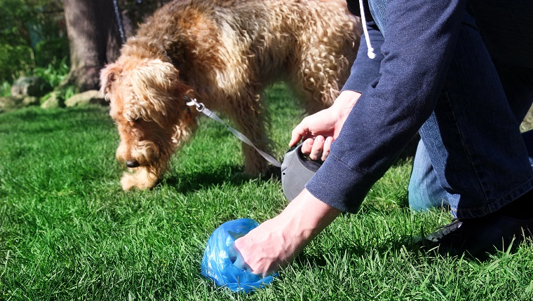 does-dog-poop-attract-rats-mice-and-other-rodents-dogtime