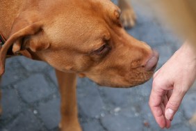Image shows the proper way to greet a dog.Offer the back of your wrist to the dog to smell.