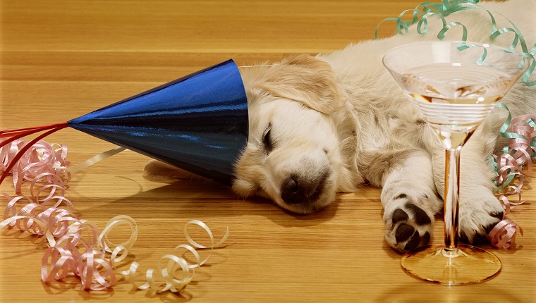 Golden retriever puppy sleeping in party hat with champagne glass on floor