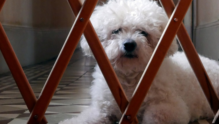 Dog knocks best sale down baby gate