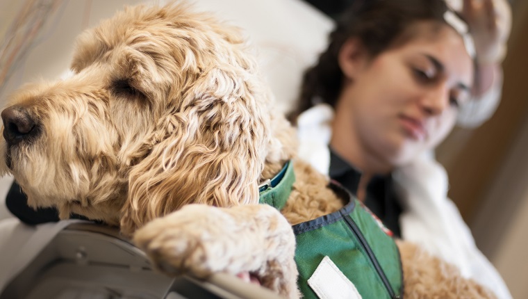 A stock photo of a working pet therapy dog in the lap of a patient