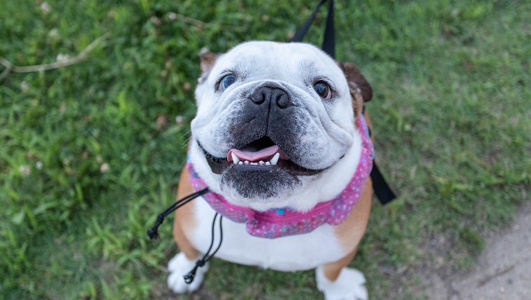 Happy female bulldog smiling