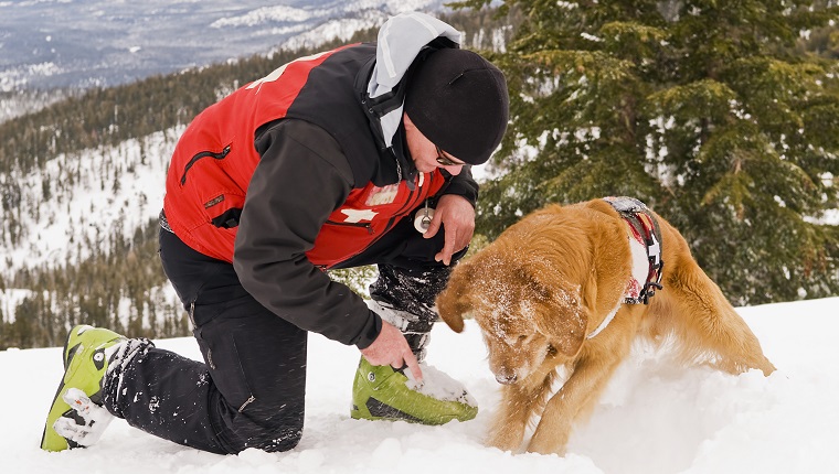 Avalanche Search And Rescue School Makes Training Fun For Dogs  