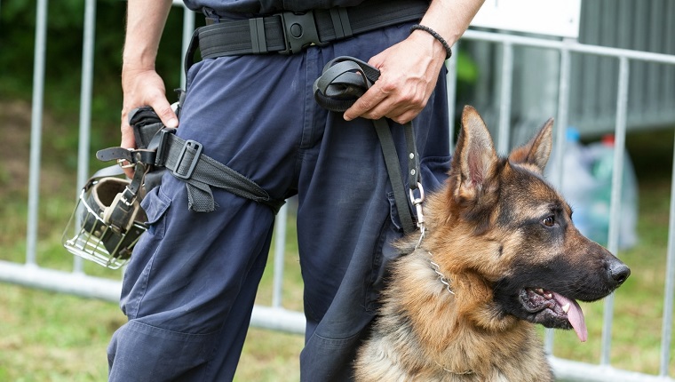 Police officer with a german shepherd police dog