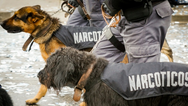 Police trained dogs