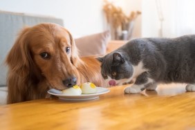 Golden Retriever dogs and cats share food on the table