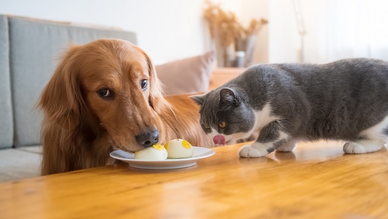 Golden Retriever dogs and cats share food on the table