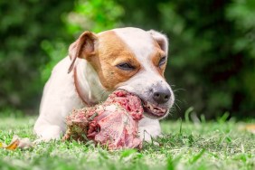 Jack Russell Terrier Dog Lying On A Meadow And Eat A Raw Bone